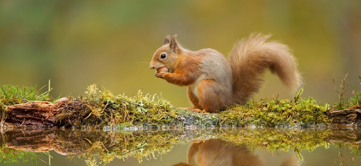 Northumberland Wildlife Trust